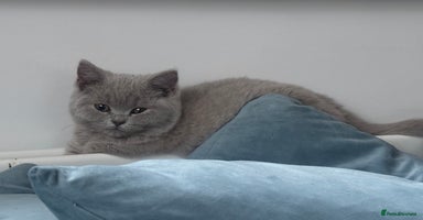 British Shorthair cats - Advert 15
