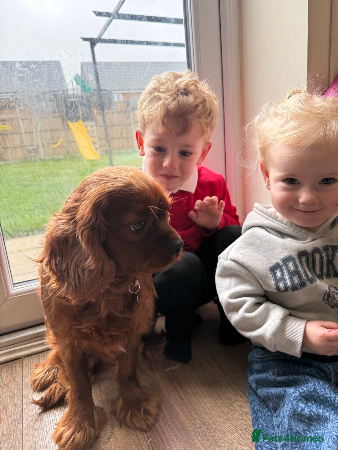 Cavalier King Charles Spaniel dogs for sale: Loving dog needs loving home - Image 3