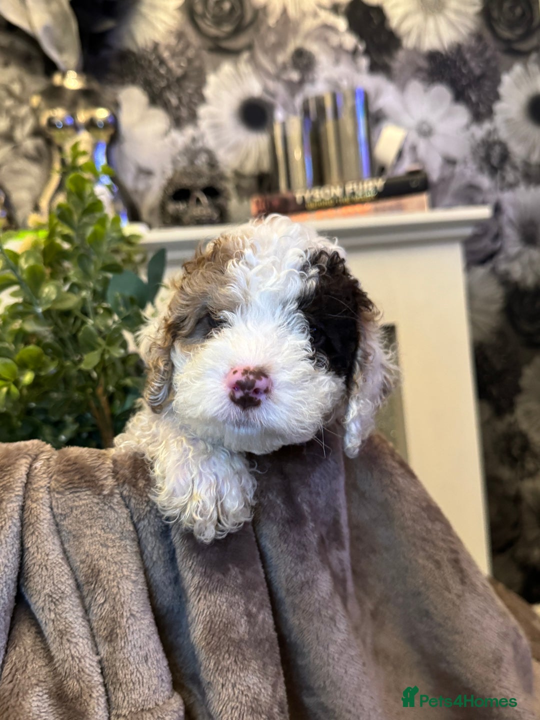 Cockapoo dogs for sale: Miniature Cockapoo Multi Generation  in Darwen - Image 9
