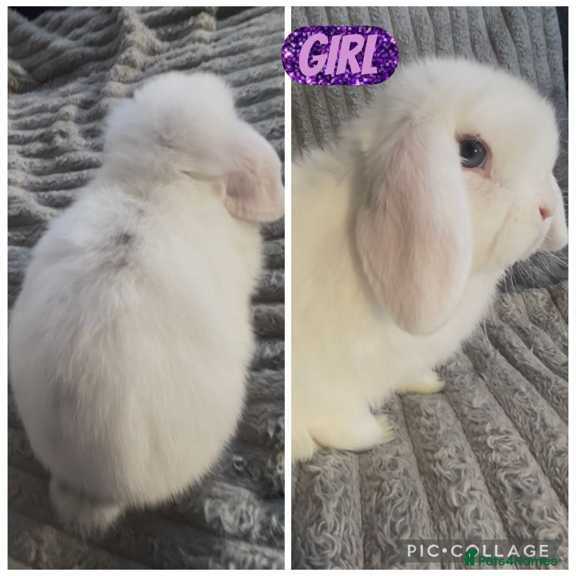 Mini Lop rabbits Beautiful mini lop baby rabbits  - Advert 5