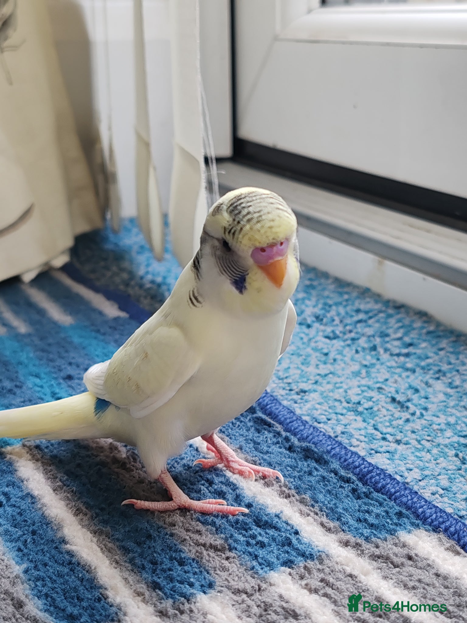 Parrots birds for sale: budgies 2 months and 3 months 1 week  - Advert 9