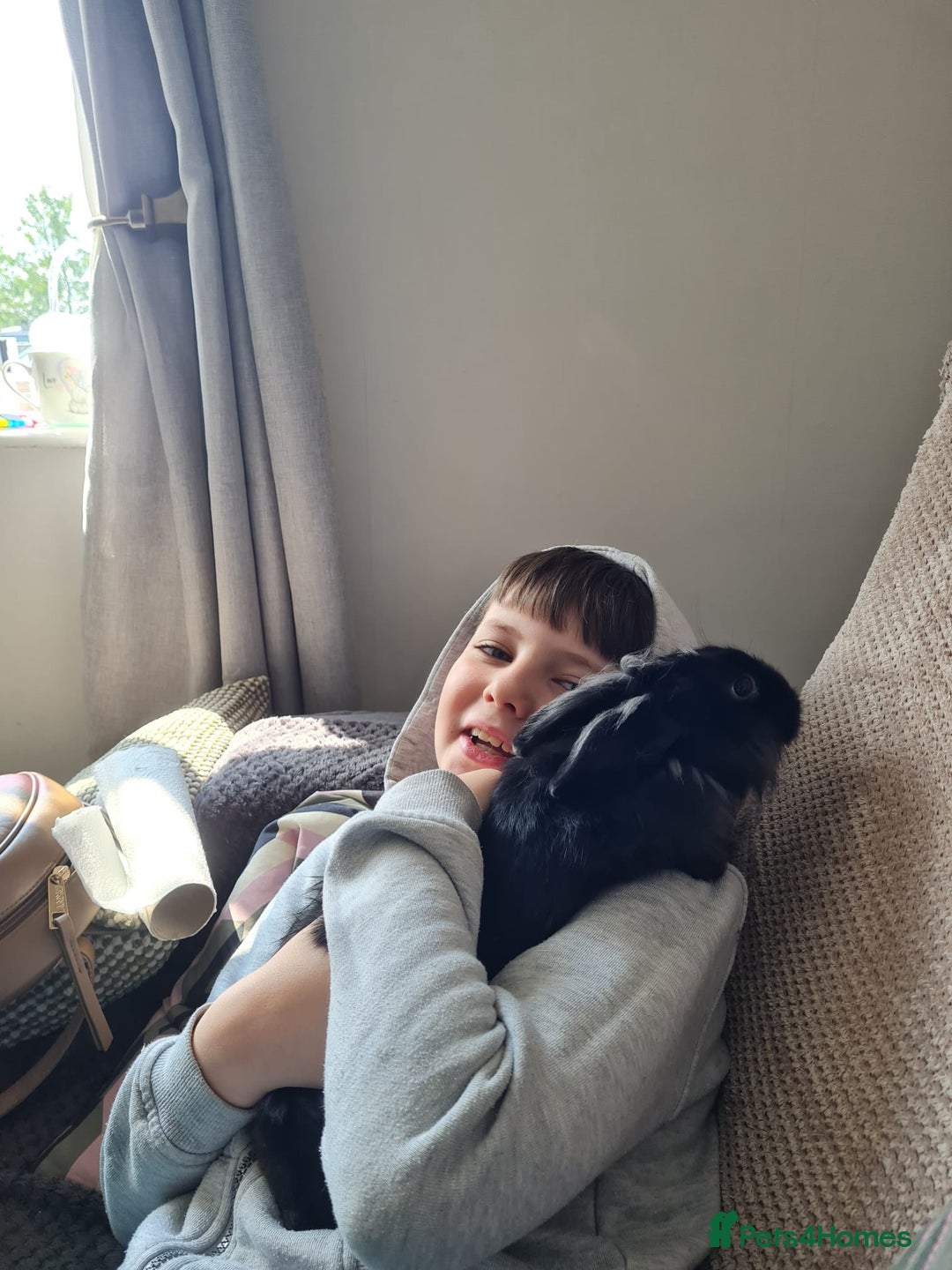 Lionhead rabbits for sale: Male lionhead for sale - Image 2