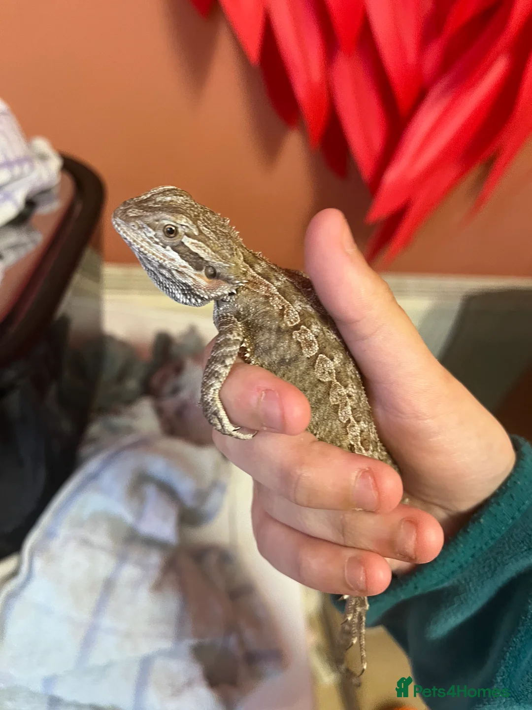 Bearded Dragon reptiles for sale: Baby Bearded dragon  - Advert 2