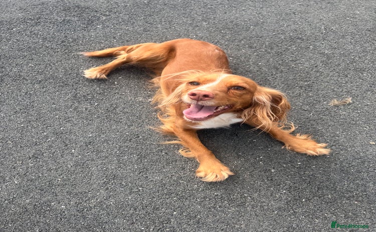 Cocker Spaniel dogs - Advert 11