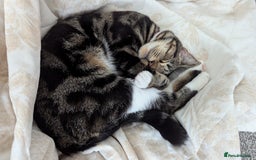 Mixed Breed cats for sale: Beautiful kittens.  - Image 10