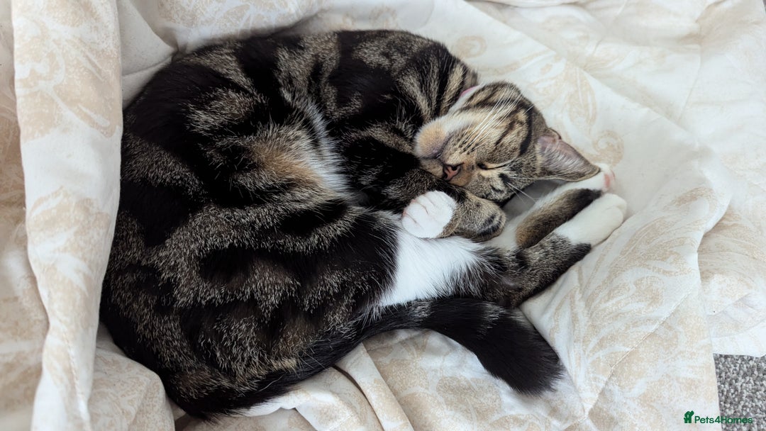 Mixed Breed cats for sale: Beautiful kittens.  - Image 10