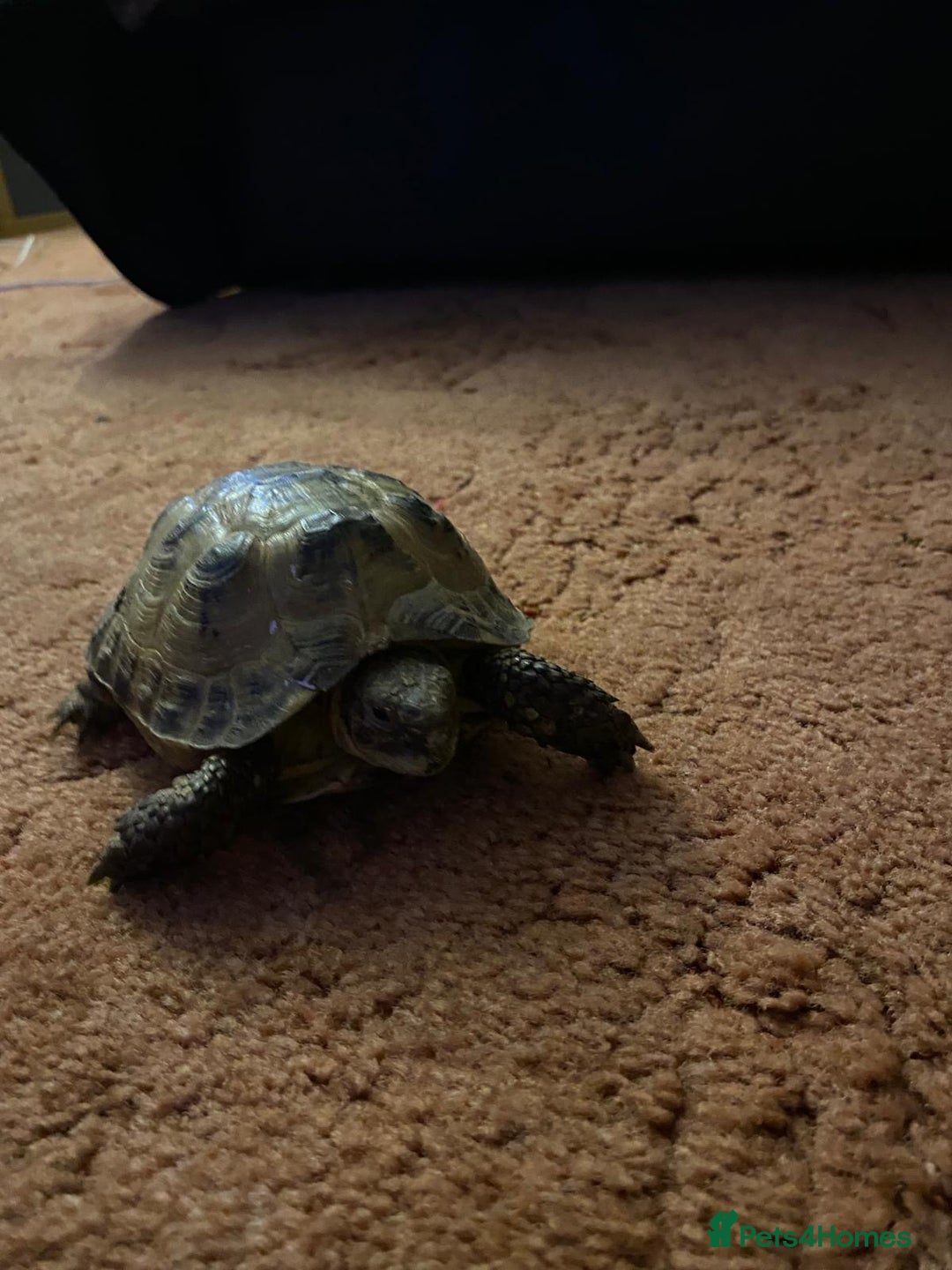 Tortoise reptiles for sale: Pair of Male Horsefield Tortoises with full set up - Advert 11