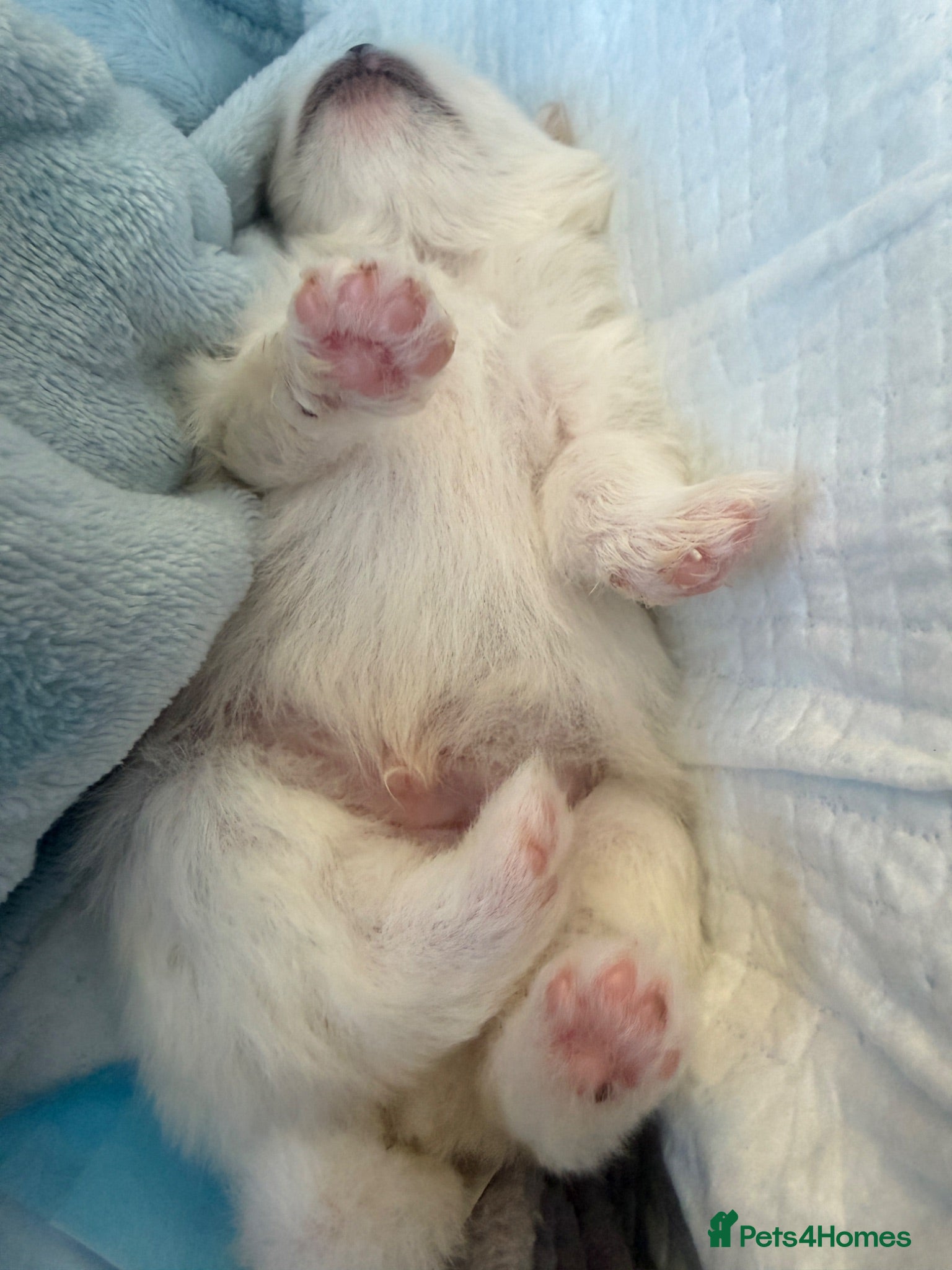Pomeranian dogs ❤️Stunning KC white boy from KC parents❤️ - Advert 2