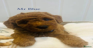 Cavapoo dogs - Advert 9