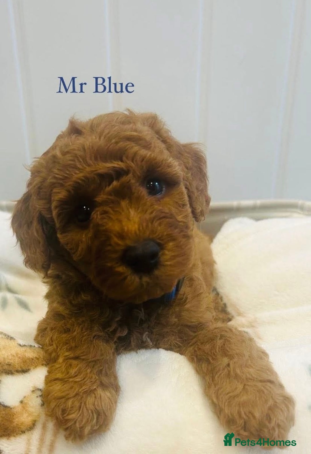 Cavapoo dogs for sale: Stunning Health Tested F1BB Cavapoo’s 🧬 - Image 3