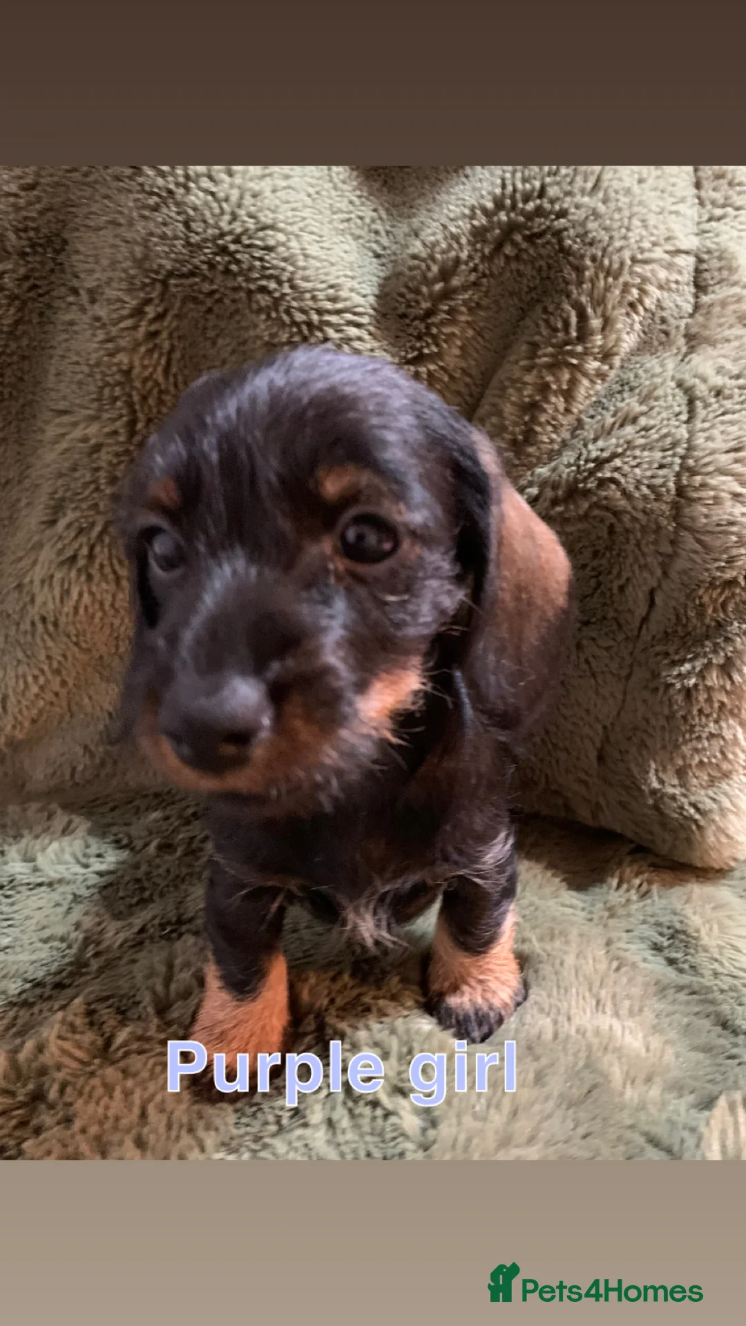 Miniature Dachshund dogs for sale: Miniature wirehaired daschunds - Advert 13