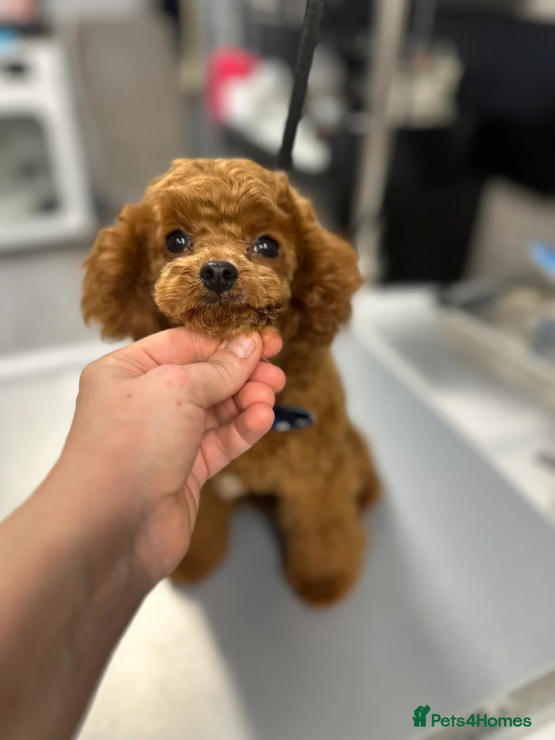 Toy Poodle dogs for stud: Stunning true to type Asian toy poodle in Lanark - Advert 15