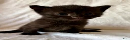 Mixed Breed cats for sale: Kittens  - Advert 3
