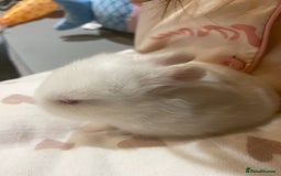 Netherland Dwarf rabbits for sale: Beautiful pure Netherland drawf baby bunnies  - Advert 2
