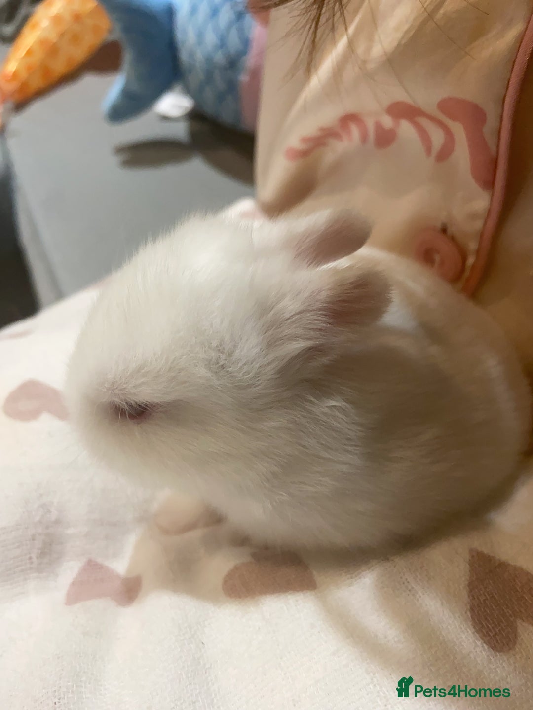 Netherland Dwarf rabbits for sale: Beautiful pure Netherland drawf baby bunnies  - Advert 2