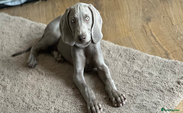 Weimaraner dogs in Thetford - Advert 1