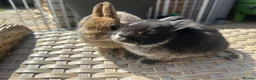 Netherland Dwarf rabbits for sale: Lovely Netherland Dwarf baby rabbits. - Advert 4
