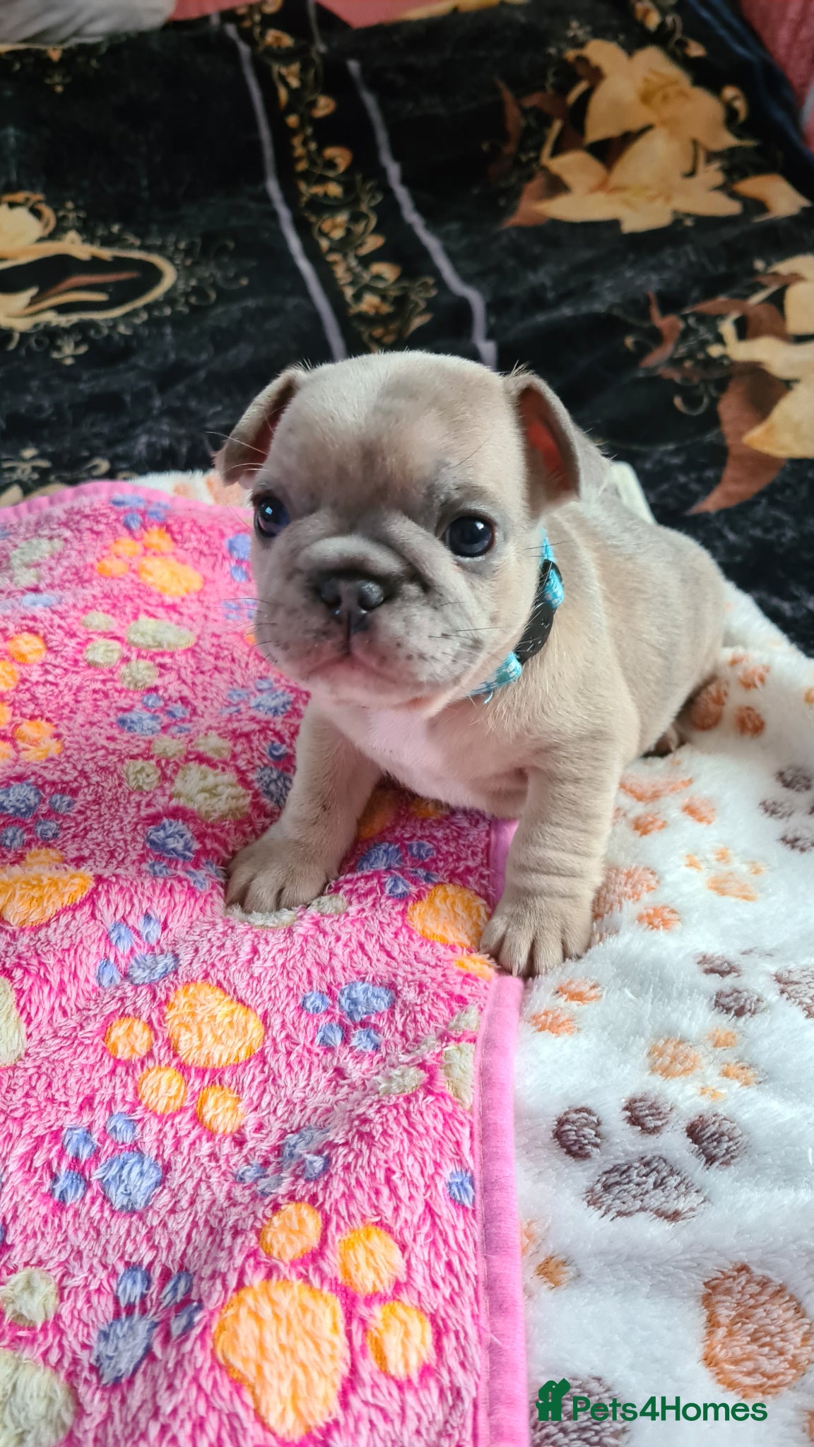 French Bulldog dogs for sale: French bulldog - Advert 5