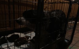 Border Collie dogs for sale: Border Collie pups - Image 1