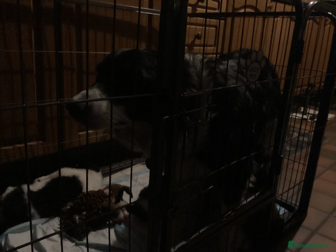 Border Collie dogs for sale: Border Collie pups - Image 1