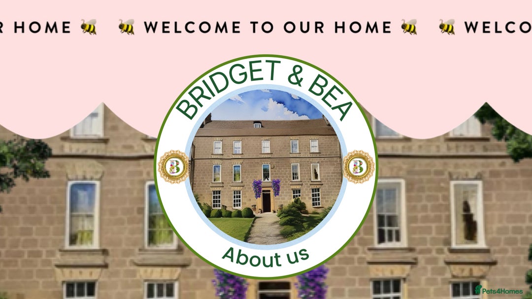 Pekingese dogs for sale: ⭐️PUPPIES ARRIVED⭐️ - Advert 6