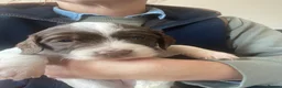 English Springer Spaniel dogs for sale: KC registered working Springer pups - Advert 5