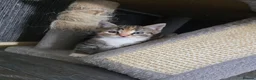 Ragdoll cats for sale: Ragdoll x Tabby Mix Kittens - Advert 7