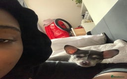 Chihuahua dogs for sale: Looking for a Loving Home for My Two babies - Image 4