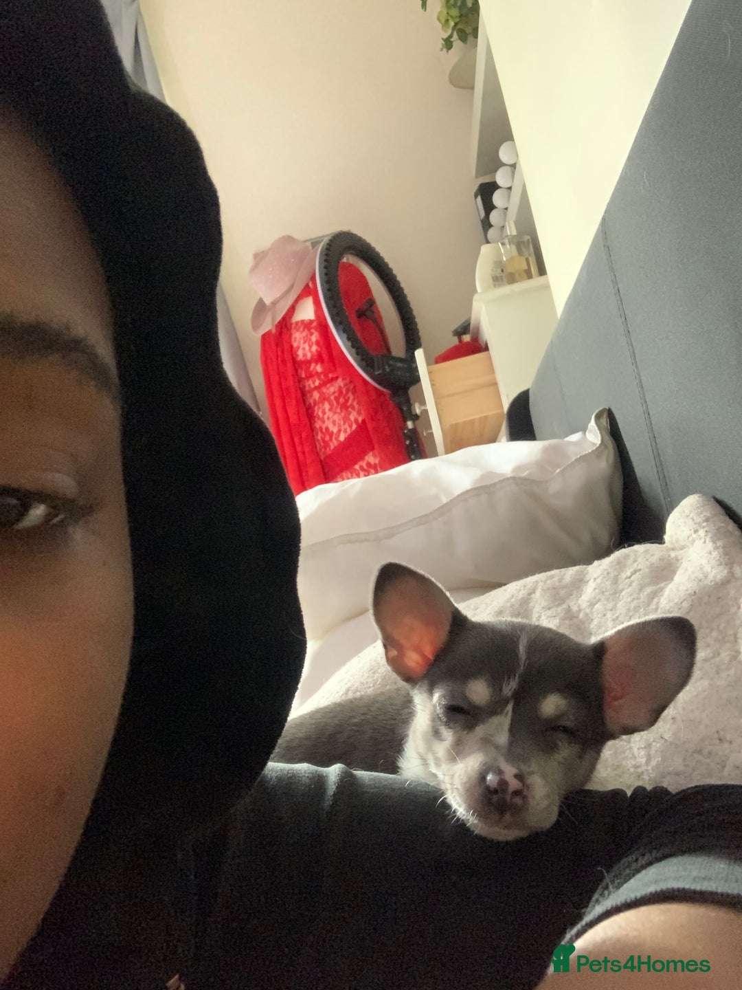 Chihuahua dogs for sale: Looking for a Loving Home for My Two babies - Image 4