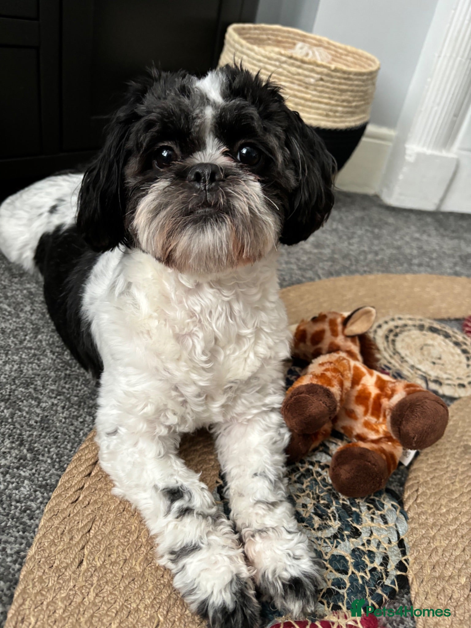 Mixed Breed dogs Schapso puppies  - Advert 15