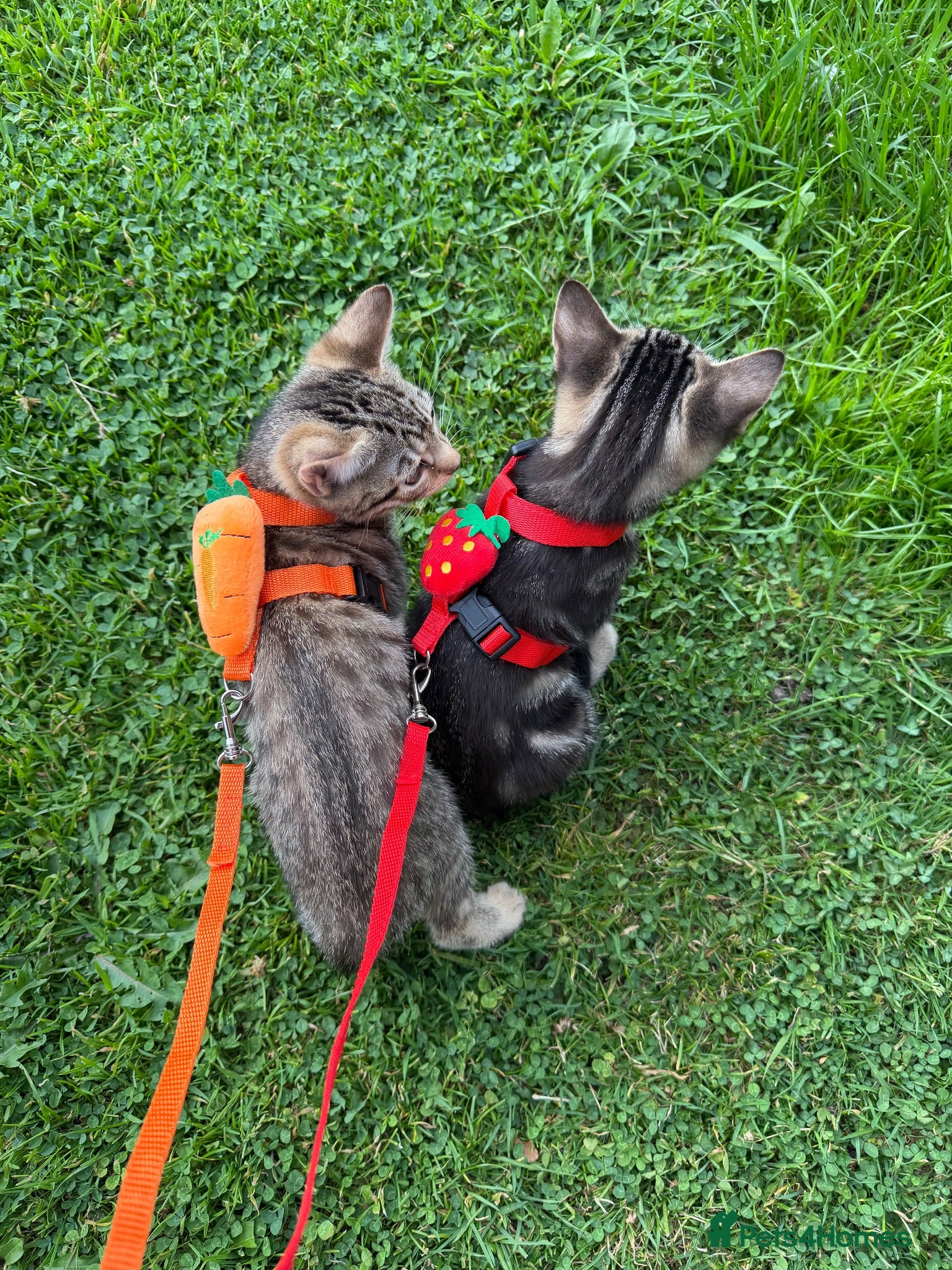 Mixed Breed cats Whiskers kittens available  - Advert 5