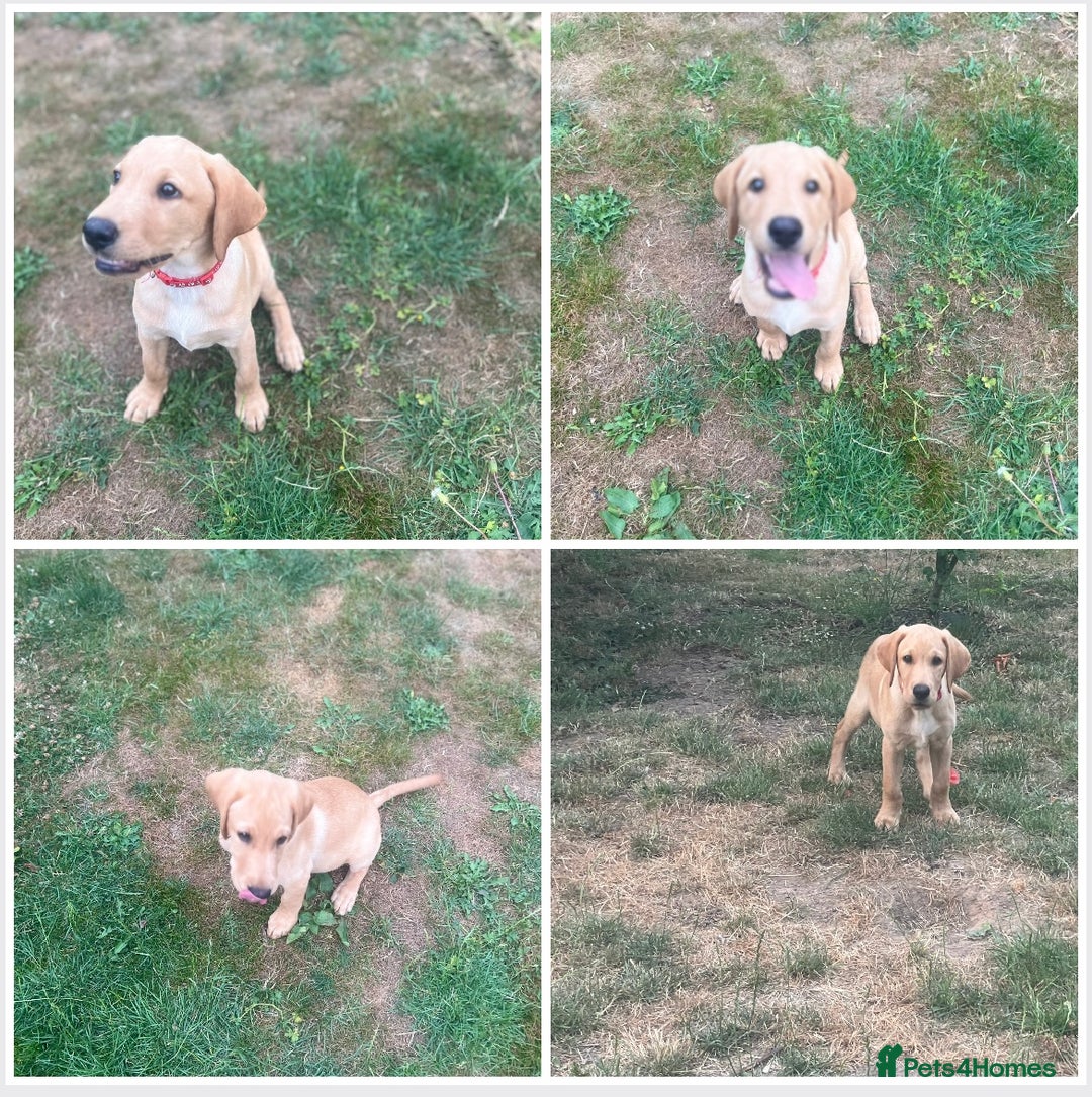 Labrador Retriever dogs for sale: KC Reg Yellow Champagne golden Labrador Puppy boy in Spalding - Image 2