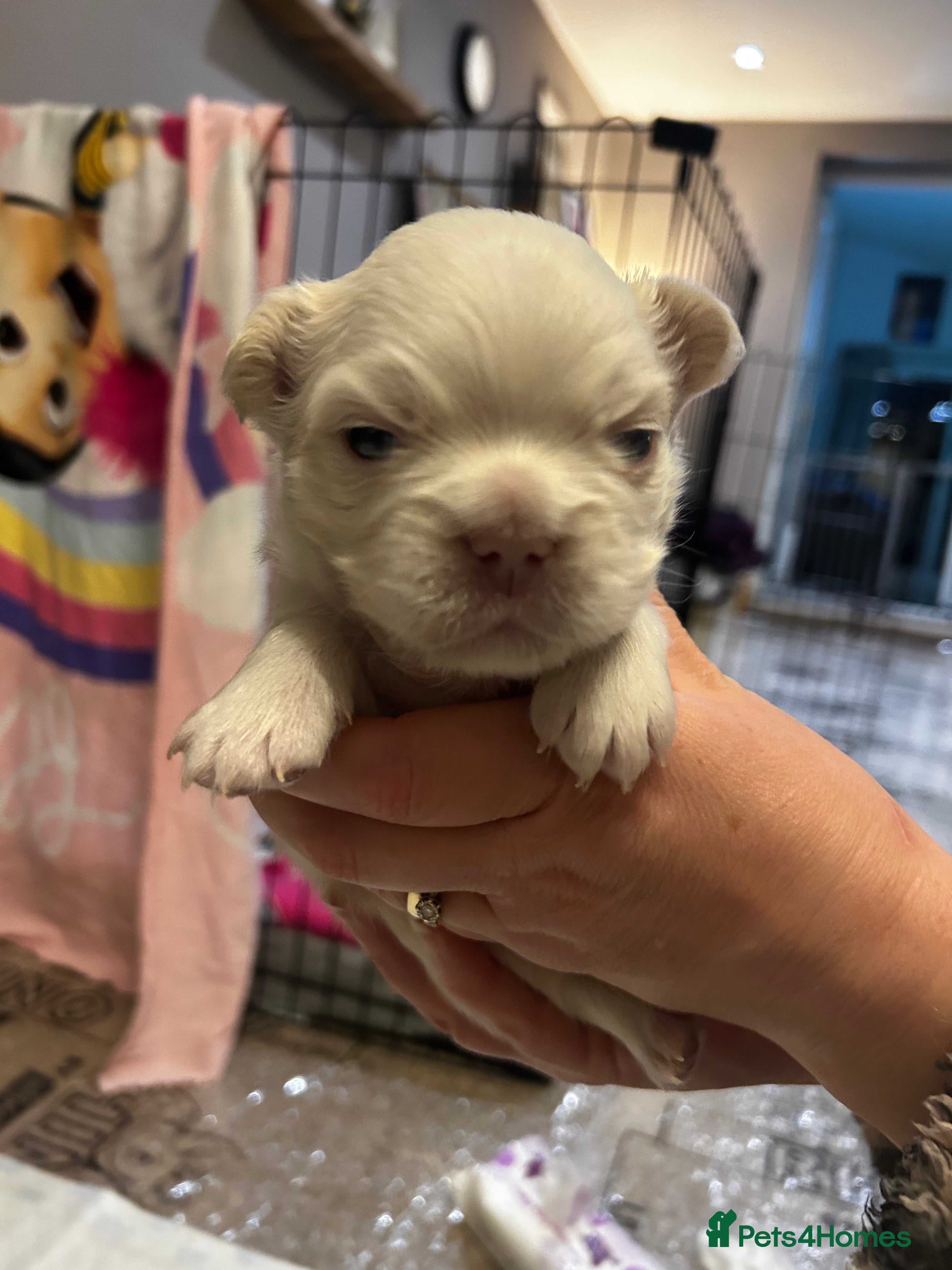 French Bulldog dogs Fluffy French bulldog puppies - Advert 2