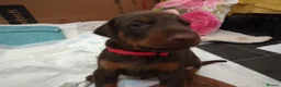 Dobermann dogs for sale: Dobermann puppies - Advert 22