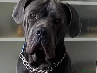 Cane Corso dogs CANE CORSO PUPPIES READY TO LEAVE! - Advert 1