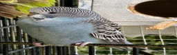 Budgerigars birds for sale: exhibition Budgies, - Advert 3