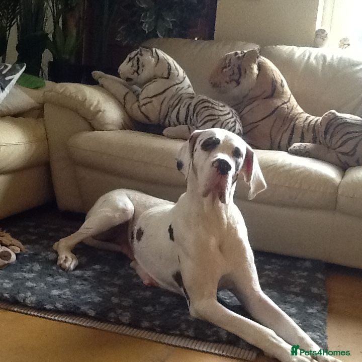 Great Dane dogs Lovely Damarkann Great Dane Puppies - Advert 1