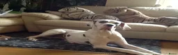 Great Dane dogs for sale: Lovely Damarkann Great Dane Puppies - Advert 1