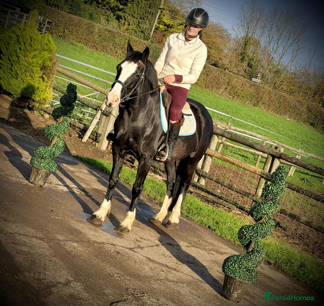 Welsh Section D horses for sale: Top Class 148 Welsh D Mare  - Advert 3