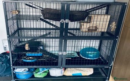 Chinchilla rodents for sale: Chinchilla with full set up - Image 4