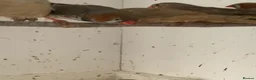 Finches birds for sale: Zebra finches - Advert 5