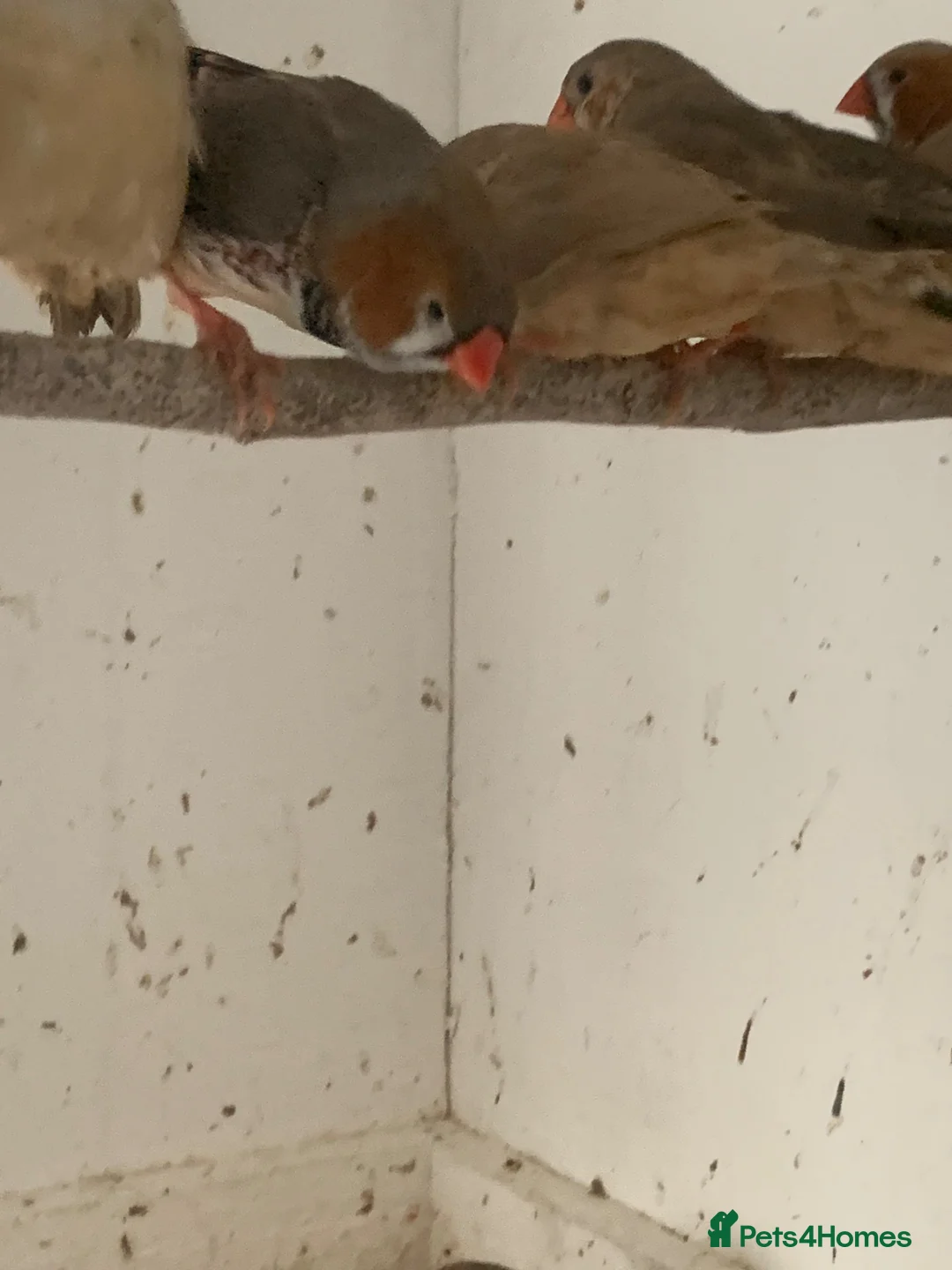 Finches birds for sale: Zebra finches - Advert 5