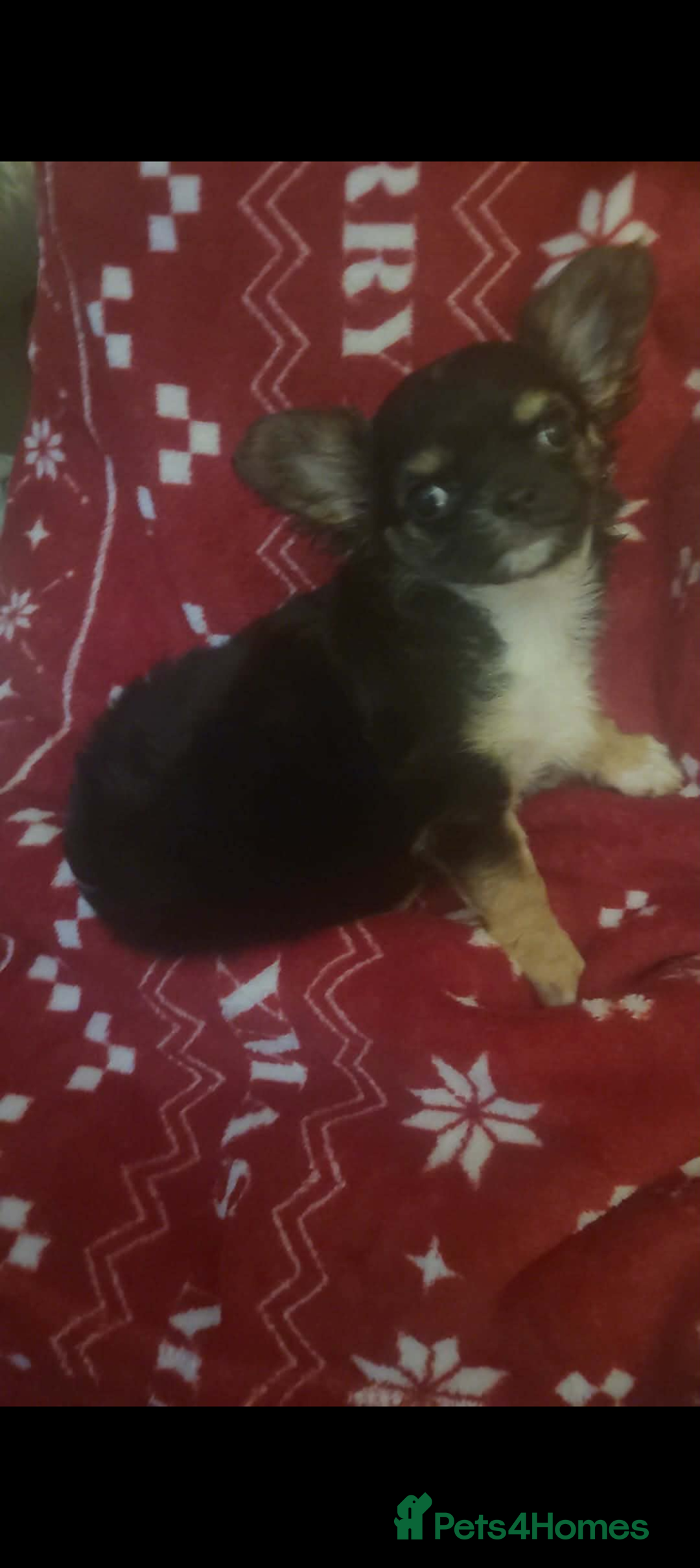 Chihuahua dogs for sale: Long haired Girl Chihuahua puppy for sale  - Advert 2