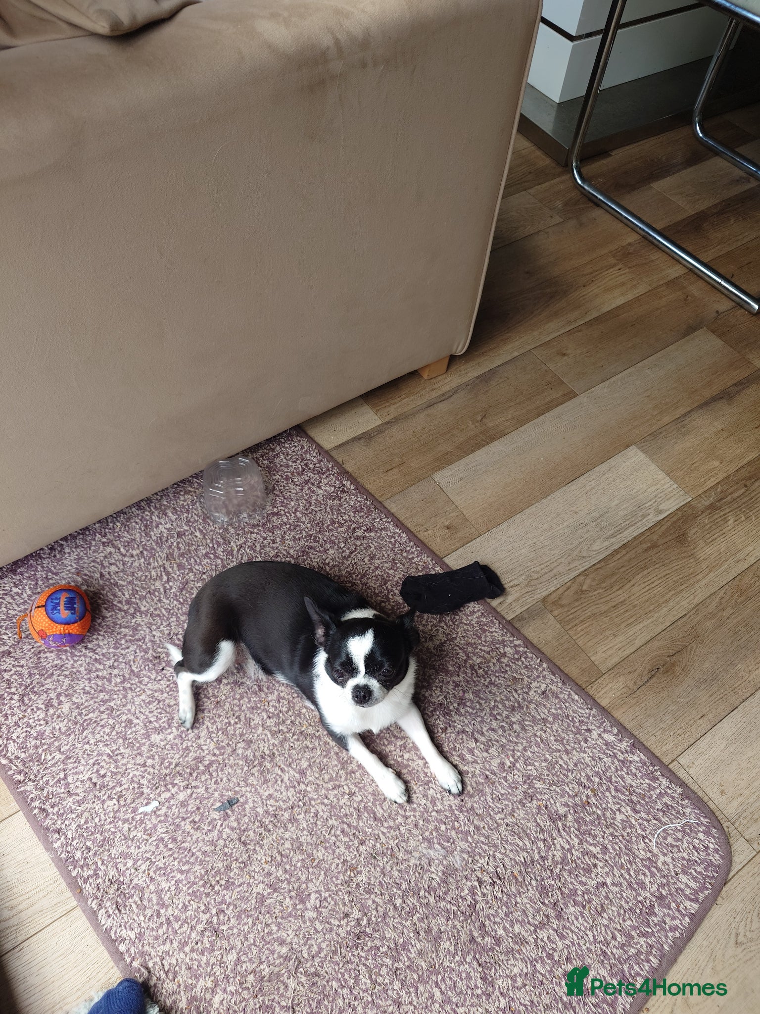 Chihuahua dogs 4 gorgeous chihuahua puppies - Advert 1