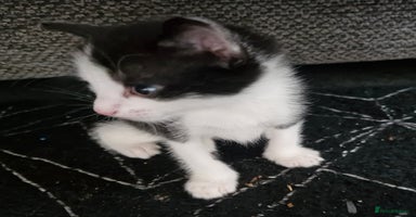 Mixed Breed cats - Advert 5
