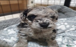 Toy Poodle dogs for sale: Gorgeous toypoodles - Image 6