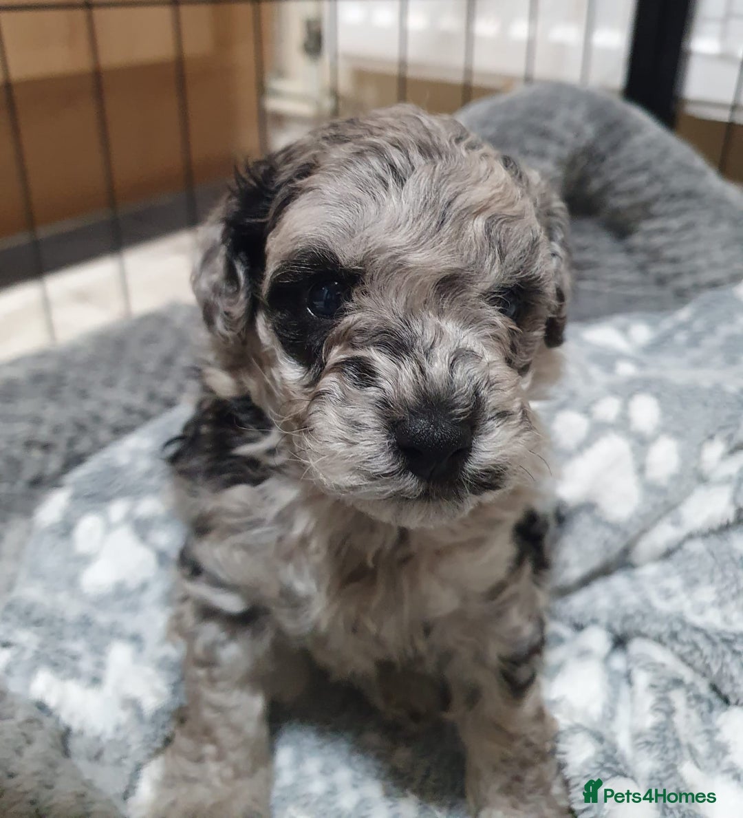 Toy Poodle dogs for sale: Gorgeous toypoodles - Image 6