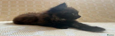 Maine Coon 3