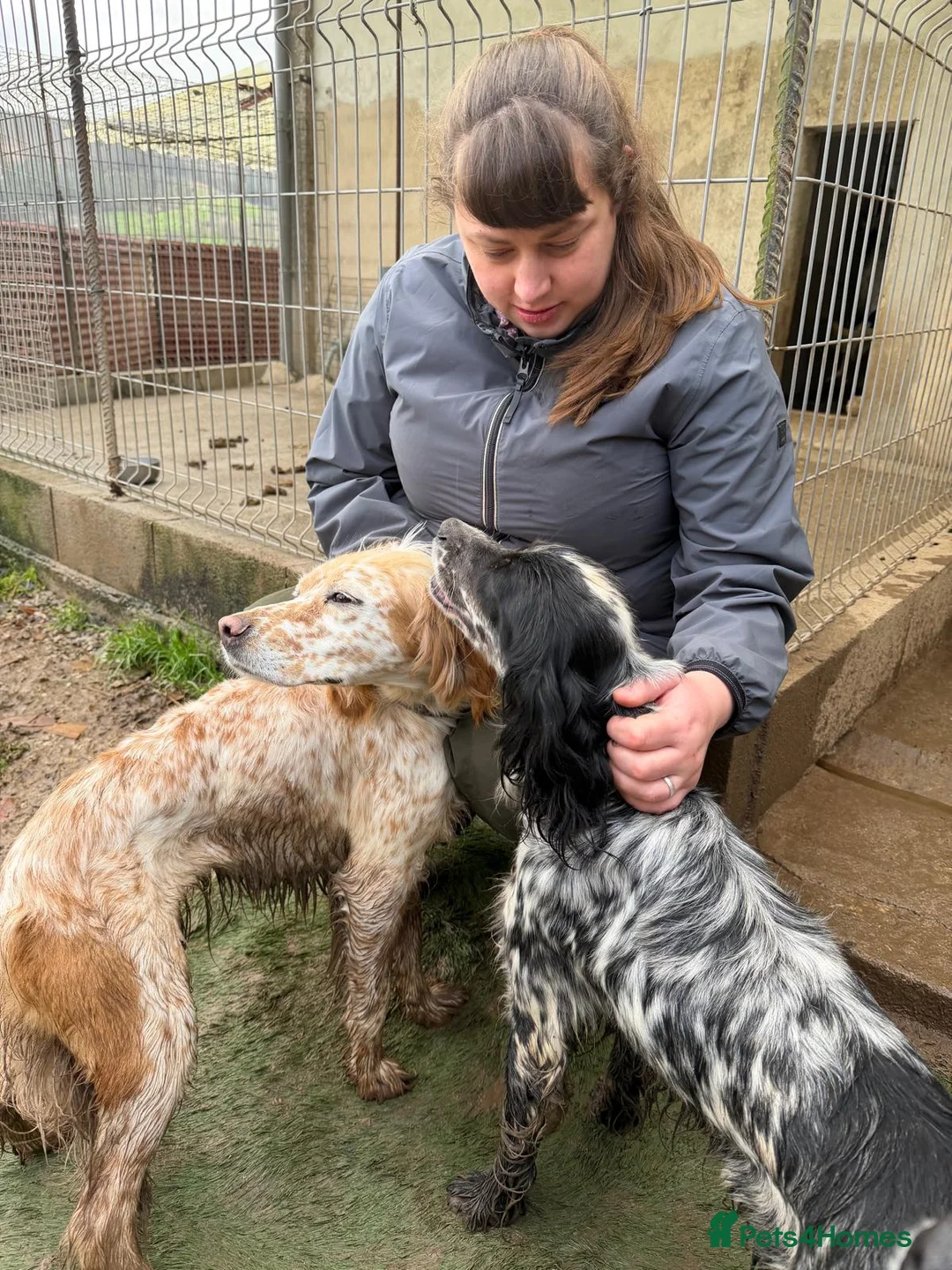 English Setter dogs for adoption: Estrella - Advert 11
