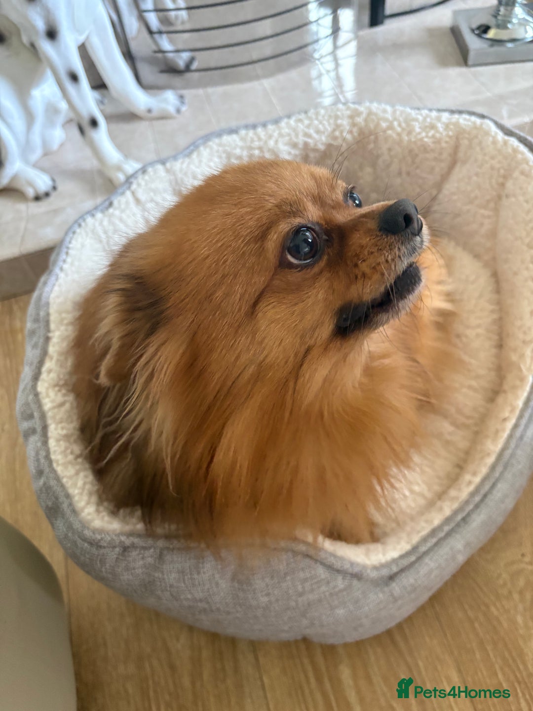 Pomeranian dogs for sale: Pomeranian puppies - Advert 6